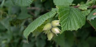 Haselnuss Kulturhasel Corylus avellana