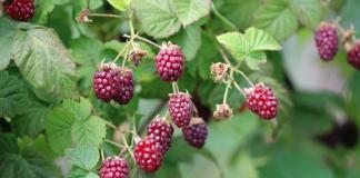 Himbeeren Rubus idaeus