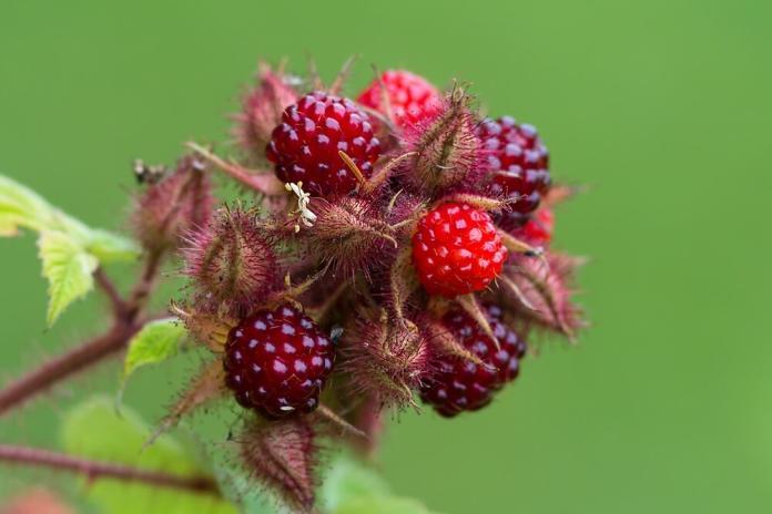 Japanische Weinbeere Rubus phoenicolasius