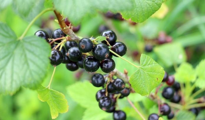 Johannisbeeren Ribes Johannisbeeren Ribes