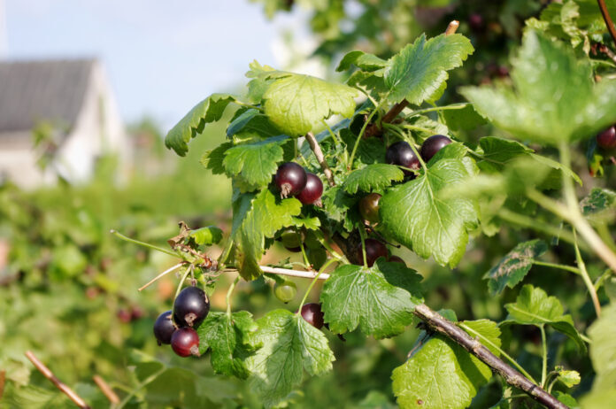 Jostabeere, Jochelbeere Ribes × nidigrolaria