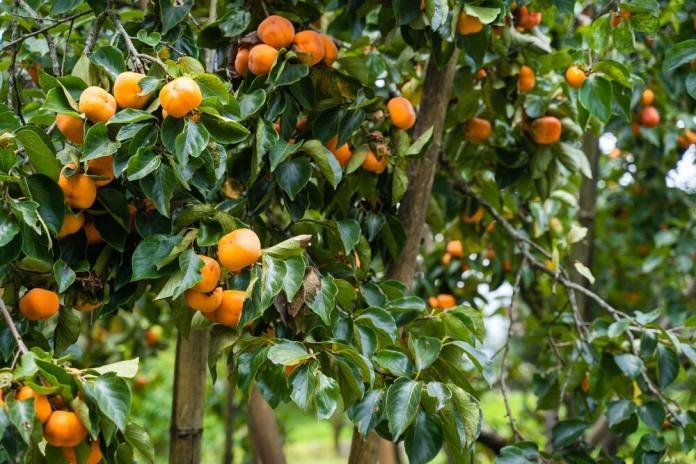 Kakibaum, Kakipflaume Diospyros kaki Kakibaum, Kakipflaume Diospyros kaki