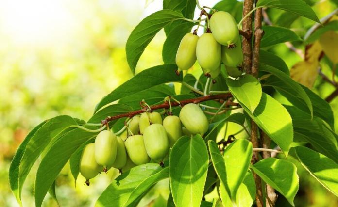 Kiwibeeren, Mini-Kiwi Actinidia arguta