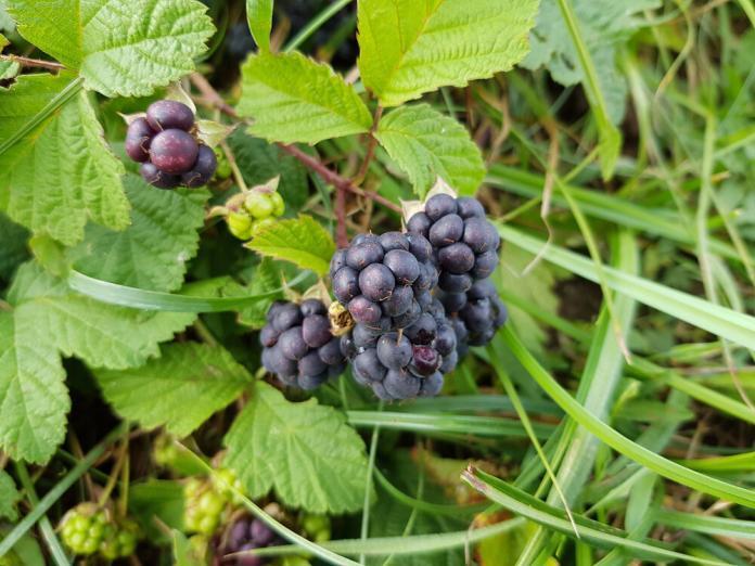 Kratzbeere Rubus caesius Kratzbeere Rubus caesius