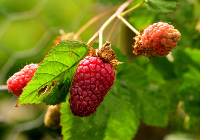 Loganbeere Rubus × loganobaccus Loganbeere Rubus × loganobaccus