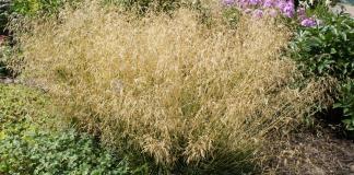 Rasenschmiele - Deschampsia cespitosa