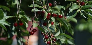Sauerkirschen - Prunus cerasus
