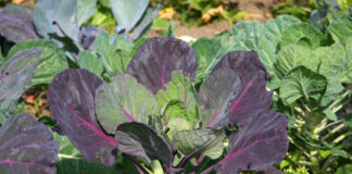 Kohlröschen - Flower Sprouts - Brassica oleracea var. gemmifera ‘Flower Sprouts’
