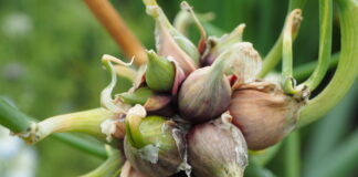 Ratgeber Etagenzwiebel – So bauen Sie die vielseitige Allium cepa var. viviparum richtig an