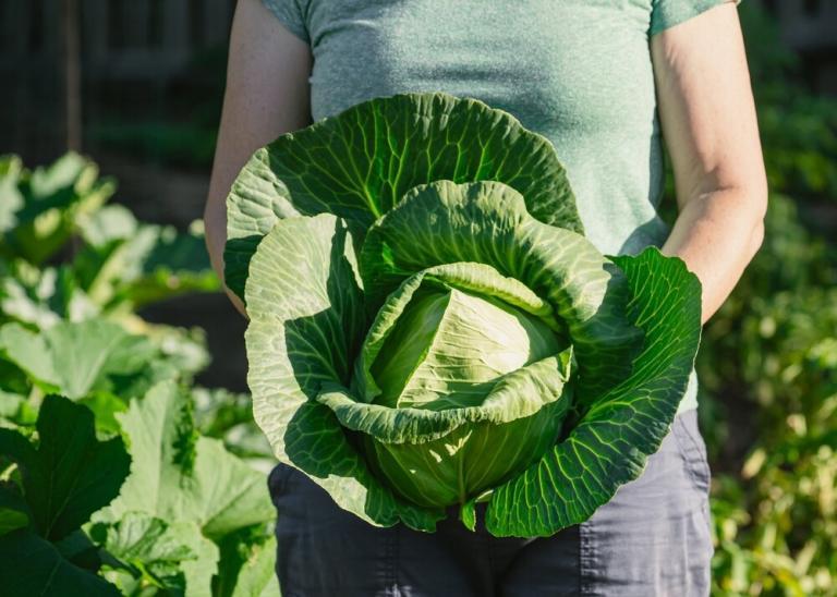 Roter Spitzkohl (Brassica Oleracea) – 100 Samen, Bio, Samenfest, Für Salat & Rohkost