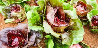 Radicchio - Cichorium intybus var. foliosum