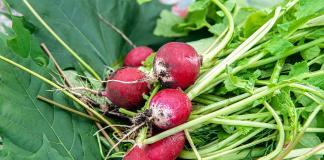 Radieschen erfolgreich anbauen Tipps & Tricks für knackige Ernte im eigenen Garten