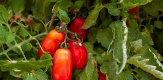 San-Marzano-Tomate Herkunft, Pflege und Rezepte für die Königin der Tomaten