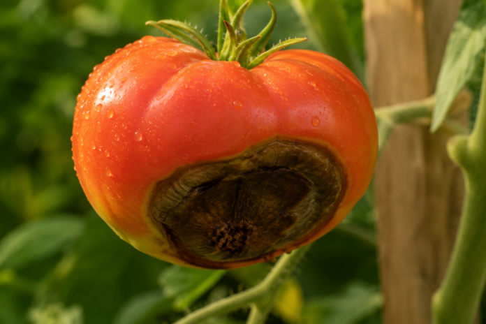 Blütenendfäule an Tomaten Warum schwarze Flecken kein Pilz sind – und wie Sie Ihre Ernte jetzt noch retten