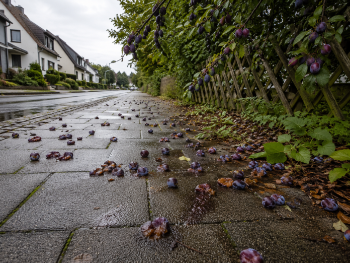 Fallobst-Falle Wer haftet, wenn Passanten auf Ihren Pflaumen ausrutschen Fallobst-Falle Wer haftet, wenn Passanten auf Ihren Pflaumen ausrutschen
