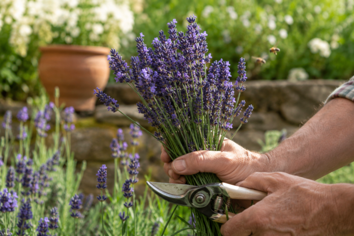 Lavendel ernten und trocknen Der Schnittzeitpunkt, den fast alle Gärtner verpassen Lavendel ernten und trocknen Der Schnittzeitpunkt, den fast alle Gärtner verpassen