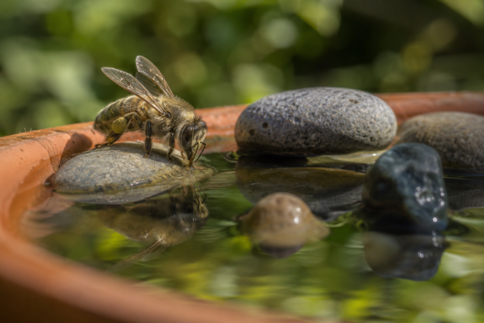 Wochenend-Projekt Insektentränke in 10 Minuten selbst basteln – dieser eine Fehler kostet Bienen das Leben