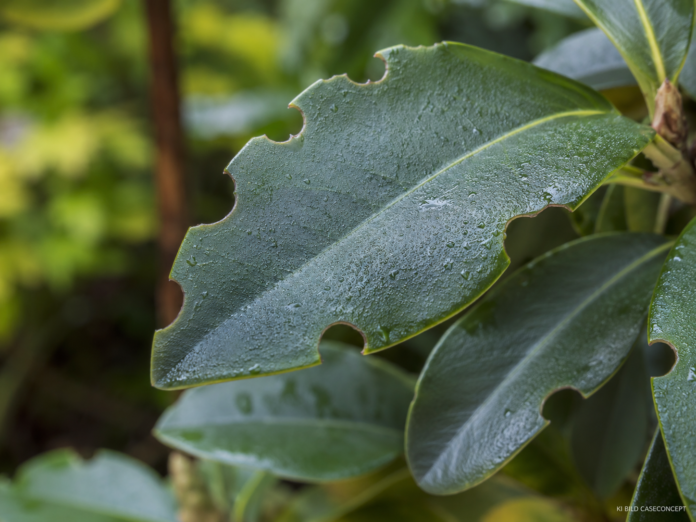 Dickmaulrüssler bekämpfen Wenn Rhododendron-Blätter jetzt wie gestanzt aussehen Dickmaulrüssler bekämpfen Wenn Rhododendron-Blätter jetzt wie gestanzt aussehen