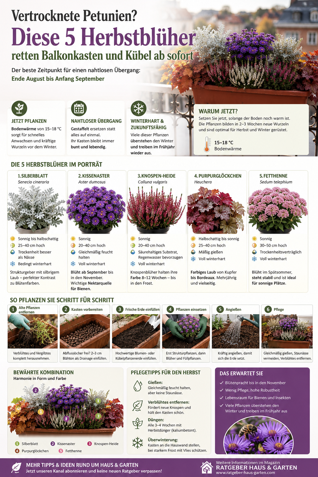 Herbstblüher Info