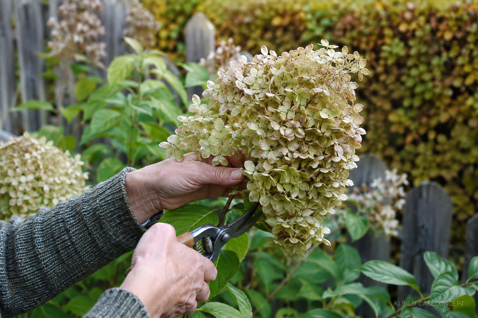 Der richtige Schnittzeitpunkt Hortensien im Garten