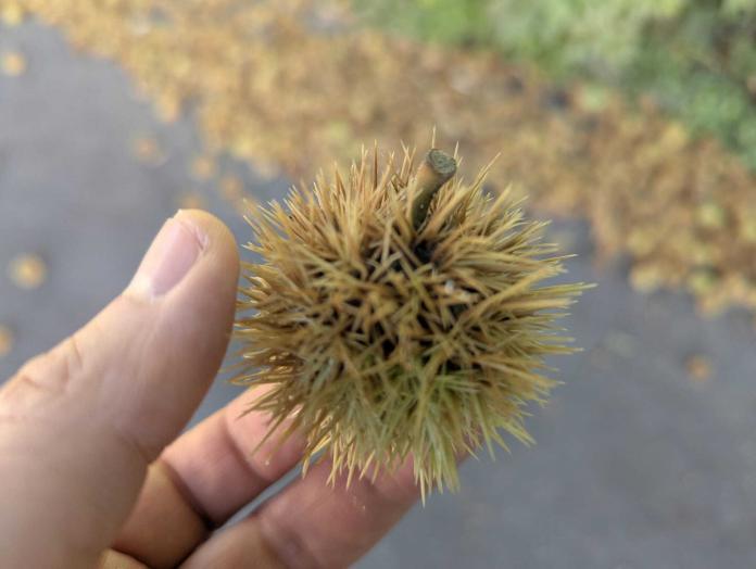 Esskastanie oder Rosskastanie So erkennst du essbare Maronen sicher und machst aus deinem Fund echte Herbstgenüsse