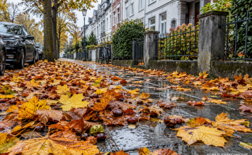 Nasser Gehweg mit Herbstlaub